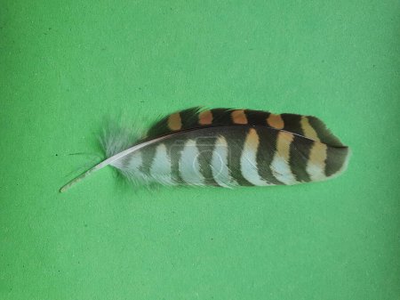 feather of a common kestrel or Eurasian kestrel scientific name Falco tinnunculus of animal class birds