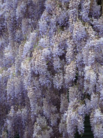 Fliederblume der Pflanze Glyzinien aka Wistaria oder Wysteria Hintergrund
