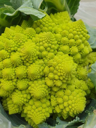 romanesco broccoli scientific name Brassica oleracea aka Romanesque cauliflower or Buzzy Broc vegetables vegetarian food
