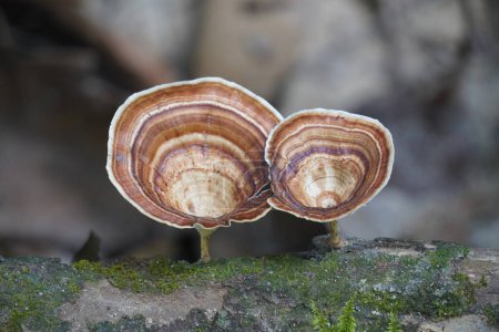 close up of brown mushrooms