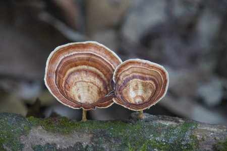 close up of brown mushrooms