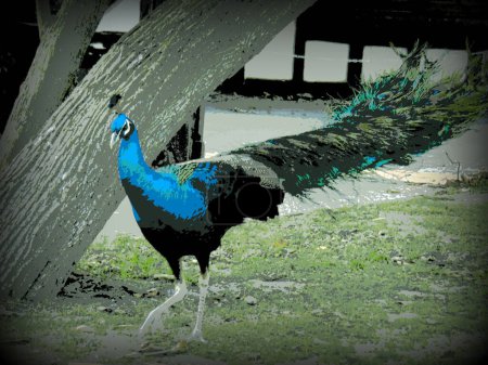 Photo for Peacock passing by in the reserve park, in bitmap style, in Lomo style - Royalty Free Image