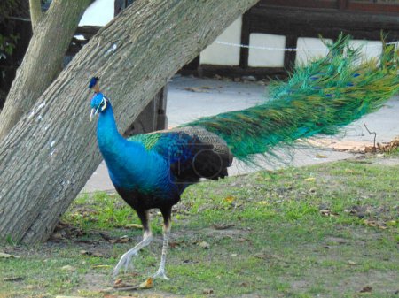 Photo for Peacock passing by in the reserve park - Royalty Free Image