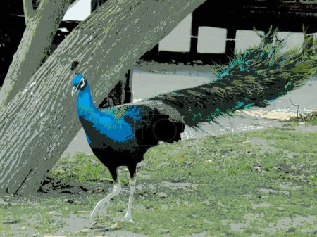 Photo for Peacock passing by in the reserve park, in bitmap style - Royalty Free Image