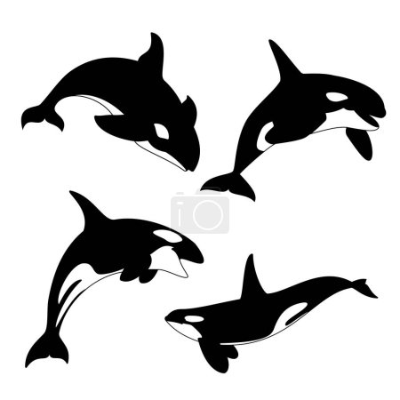 Ilustración vectorial Orca. Silueta de ballena asesina.