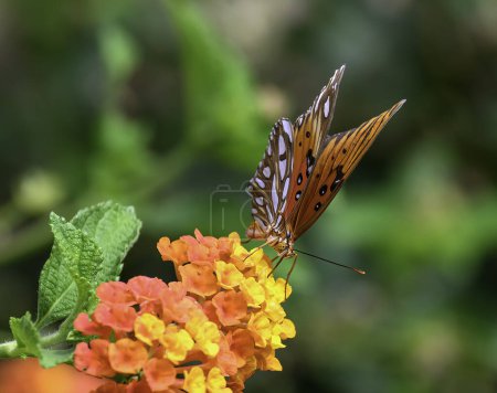 Téléchargez les photos : Rencontre papillon monarque dans un cadre de jardin. - en image libre de droit