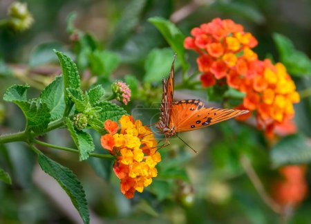 Téléchargez les photos : Rencontre papillon monarque dans un cadre de jardin. - en image libre de droit