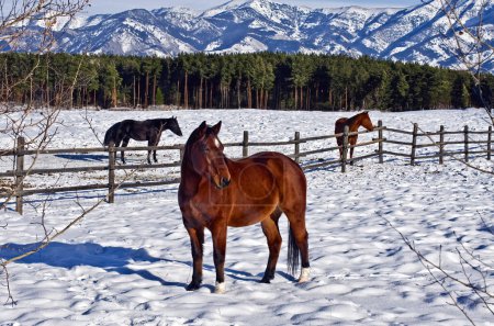 Téléchargez les photos : Trois chevaux debout dans les pâturages enneigés d'une ferme à Bozeman, Montana. - en image libre de droit