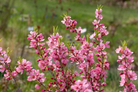Foto de Prunus tenella speciosa floreciente en un jardín - Imagen libre de derechos