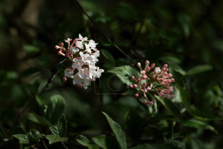 Blooming Viburnum Carlesii) in a garden