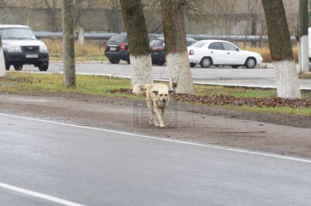 Foto de Un perro callejero blanco mestizo caminando cerca de una carretera con algunos vehículos en el fondo en la zona de exclusión de chernobyl - Imagen libre de derechos