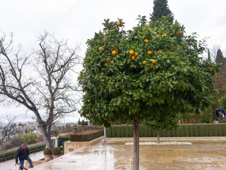 Téléchargez les photos : Un bel oranger situé dans les jardins généralife avec sol humide et arbre ramifié - en image libre de droit