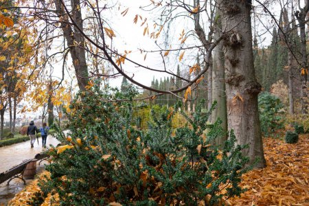 Téléchargez les photos : Jardins Generalife végétation à l'automne - en image libre de droit