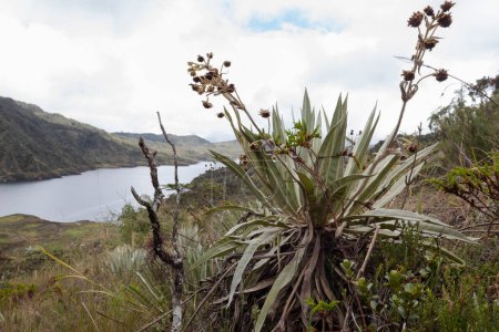 Téléchargez les photos : Frailejon plant with andean landscape at background in sunny day - en image libre de droit