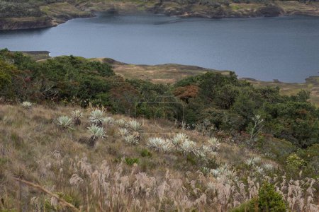 Téléchargez les photos : Colombian paramo ecosystem landscape with frailejones plants and a big lake - en image libre de droit