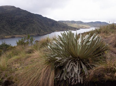 Téléchargez les photos : CHINGAZA, COLOMBIA - A Frailejon plant with chuza lake and andean mountains at background inside Chingaza park - en image libre de droit