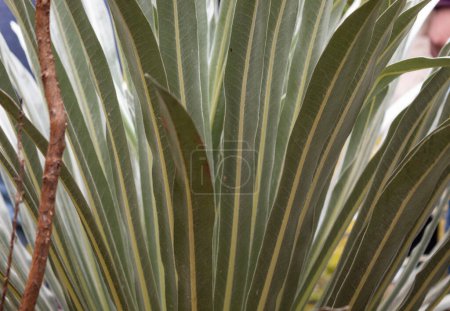 Téléchargez les photos : Frailejon plant leaves texture with flower steam - en image libre de droit