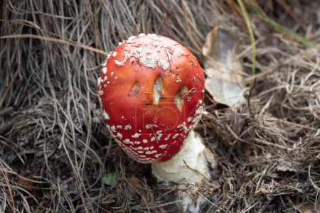 Macro photography of a poisonous fungus called Amanita Parcivolvata with pine needles at background