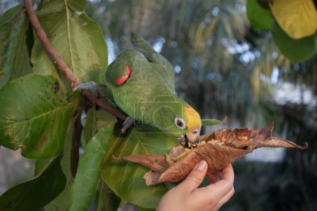 Ein gelbgekrönter amazonengrüner Papagei, der von einer Frauenhand mit Dschungel-Hintergrund gefüttert wird