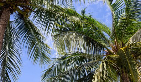 Téléchargez les photos : Cocotiers, beau tropical avec ciel et nuages. - en image libre de droit