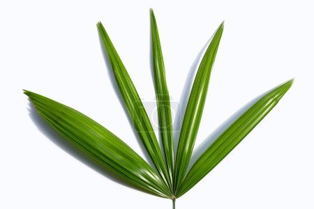 Lady palm leaf on white background.