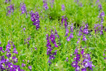 Photo for Beautiful angelonia goyazensis benth in the park - Royalty Free Image