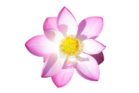 Pink lotus flower blooming on white