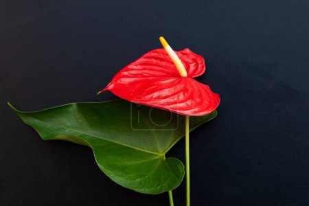 Téléchargez les photos : Fleur de flamant rose ou anthurium queue de porc - en image libre de droit