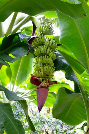 Ramo de fruta de plátano con flor en árbol de plátano