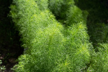 Photo for Dog fennel (Eupatorium capillifolium) in the garden - Royalty Free Image