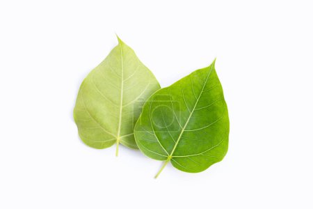 Photo for Green bodhi leaf on a white background. - Royalty Free Image