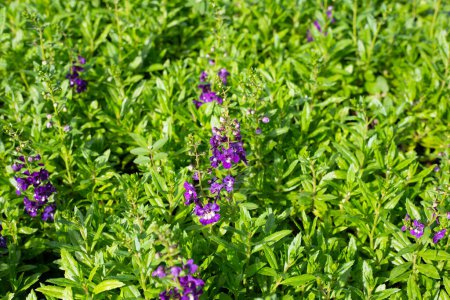 Photo for Beautiful angelonia goyazensis benth in the park - Royalty Free Image