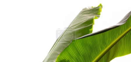 Photo for Banana leaves with copy space - Royalty Free Image