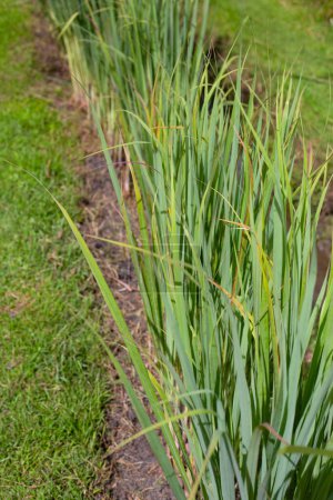 Téléchargez les photos : Lemongrass clump in the garden - en image libre de droit