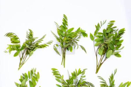 Siamese senna leaves on white background.