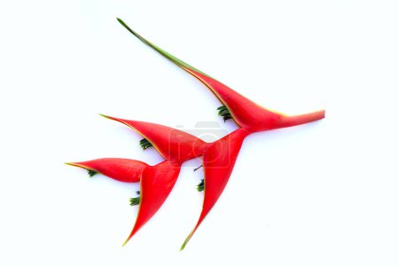 Photo for Heliconia orthotricha cv. Imperial, Red flower - Royalty Free Image