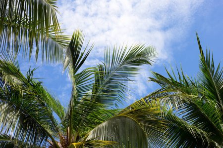 Téléchargez les photos : Cocotiers, beau tropical avec ciel et nuages. - en image libre de droit