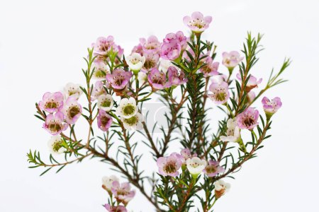 Photo for Pink white waxflower on white background. - Royalty Free Image