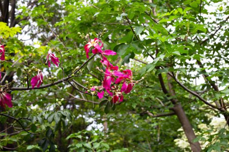 Téléchargez les photos : Blossom pink flower of silk floss tree chorisia - en image libre de droit