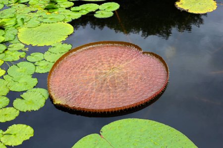 Téléchargez les photos : Leaves of Victoria or giant waterlily - en image libre de droit