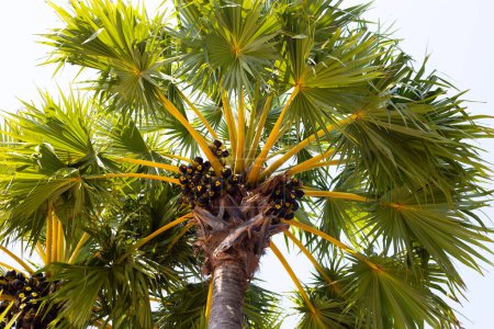 Téléchargez les photos : Palmier à sucre aux fruits - en image libre de droit