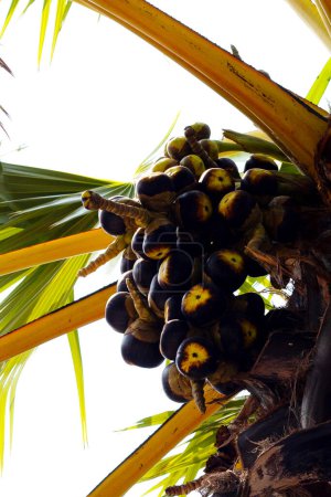 Téléchargez les photos : Palmier à sucre aux fruits - en image libre de droit