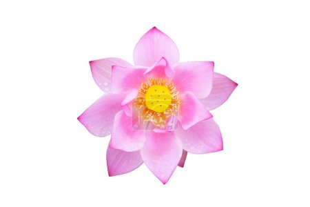 Beautiful blooming pink lotus flower on white background.