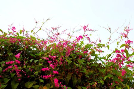 Foto de Creeper mexicano, Cadena de amor, Coral vine. Flor rosa - Imagen libre de derechos