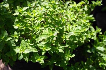 Photo for Fresh mint leaves in the garden - Royalty Free Image