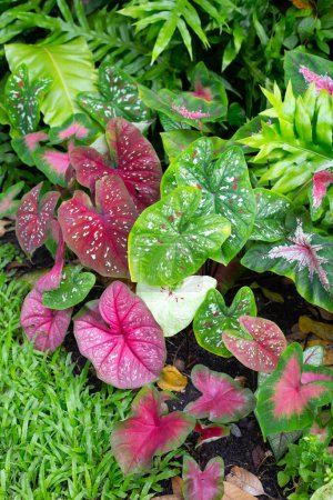 Foto de Plantas de caladio, Hermosas hojas coloridas - Imagen libre de derechos