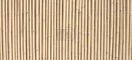 Téléchargez les photos : Texture bambou jaune. Mur en bambou séché ou fond de clôture - en image libre de droit