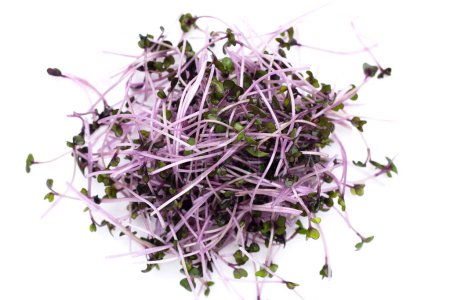 Organic red cabbage sprouts on white background.