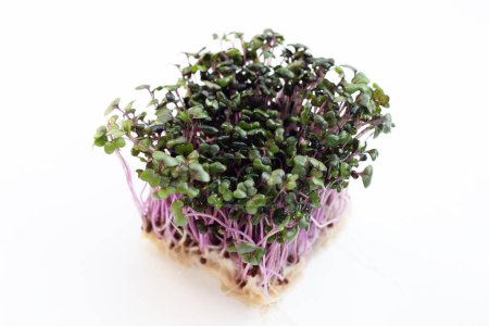 Red cabbage sprouts on white background.