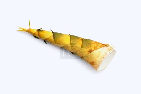 Téléchargez les photos : Pousse de bambou sur fond blanc. - en image libre de droit